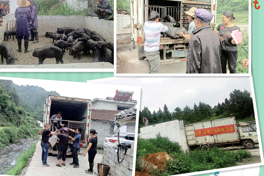 C:\Users\Administrator\Desktop\2018.05.16-236扶贫模式 湘西黑猪变金猪\樟木村.jpg